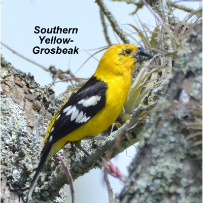 Southern Yellow-Grosbeak